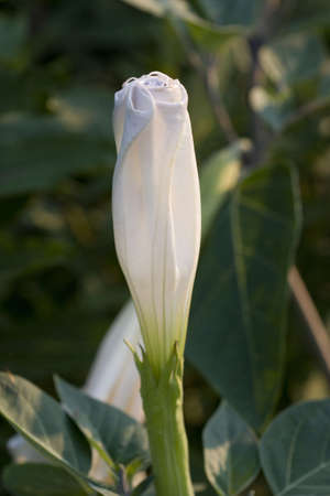 I was told that this flower was locally called a "moon flower" because it blooms only under moonlight. の写真素材