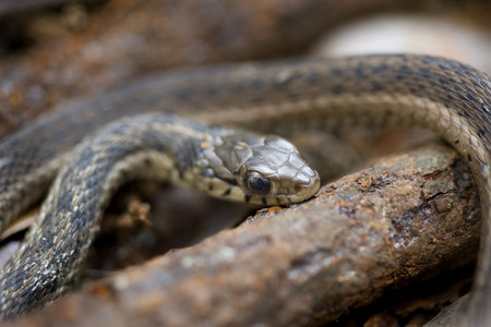 A close up view of the head of a garter snake. の写真素材