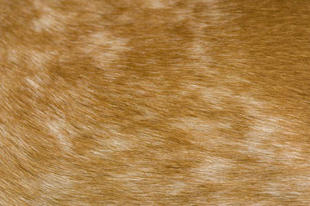 A macro shot of the side of a dog (red tick coon-hound)の写真素材