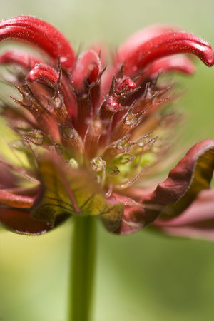 A close up view of a red flower. 