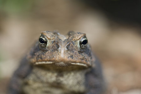 A macro view of a toad. 