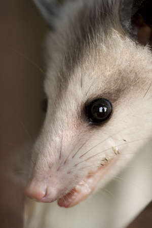 a macro picture of the face of a possum.の写真素材