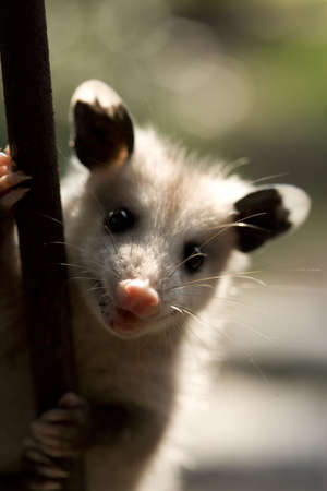 a small possum on a metal fence.の写真素材