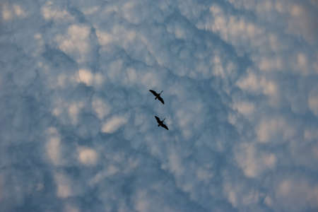 Two Geese flying directly overhead. の写真素材