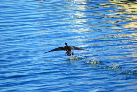 Loon Ready For Flightの写真素材