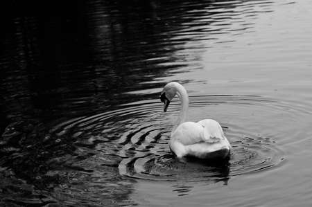 Black and White photo of Beautiful elegant Adult Swan swimming on lakeの写真素材