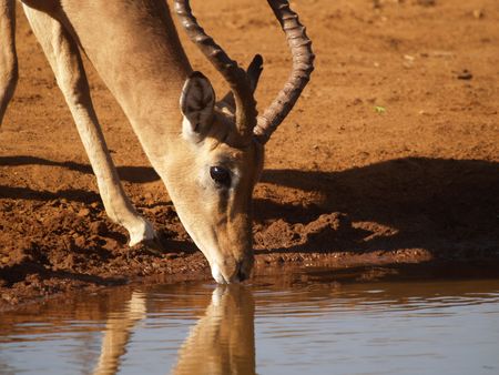 Sipping Impalaの写真素材