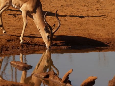 Sipping impala - 2の写真素材