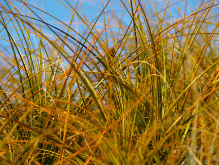 Beach grass, abstract pattern.の写真素材