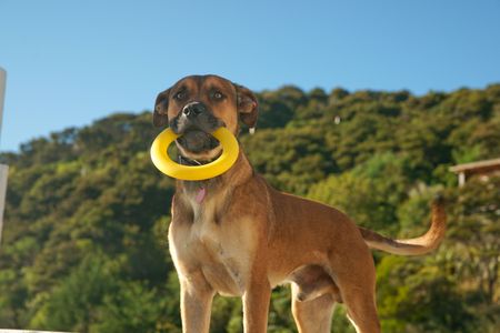 Brown dog wanting to play with yellow ring.の写真素材