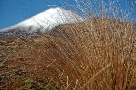 Snow capped Mount Ngarauhoe, beyond close up tussock grass. An selective focus abstract effect. New Zealand.の写真素材