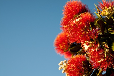 Pohutukawa in bloom, New Zealand Christmas tree.の写真素材