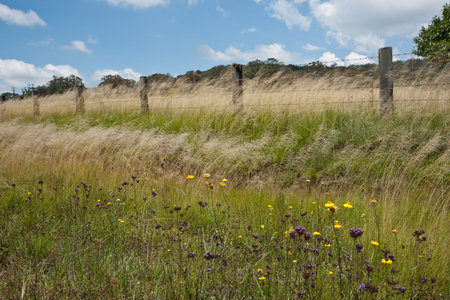 Rural grasslands 
