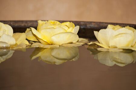 Roses, close up in water の写真素材