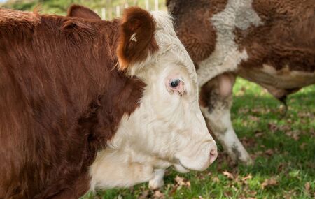 Cow, close-up.の写真素材