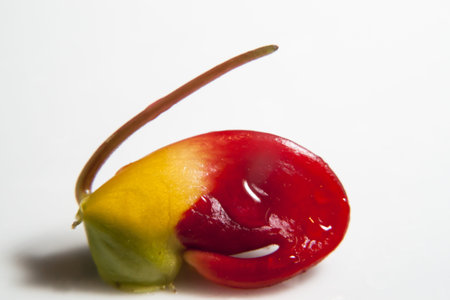 Macro colors of nature.の写真素材