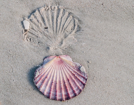 Scallop shell and imprint in sand 
