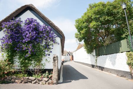 Purple bougainvillea flowers on whate wall の写真素材