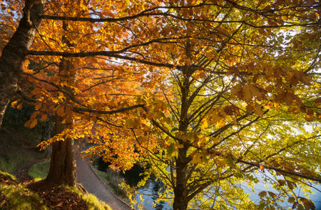 Autumn colors, looking through the trees, backlit by low sun 