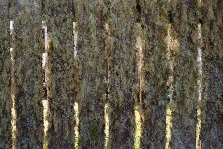 Old lichen covered fence, Whangamomona の写真素材