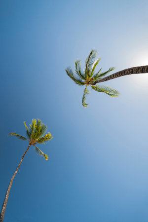 two Palm trees, low angle view against blue sky.