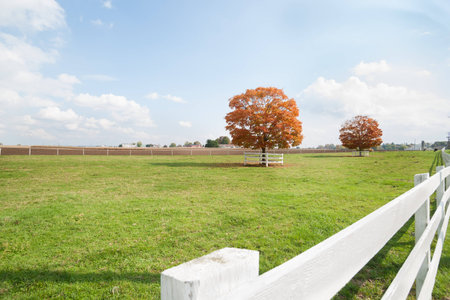 American rural landscape, fall color tree over white wooden fence.