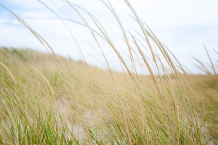 Grass in blurry movement on windswept beach.の写真素材