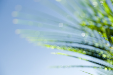 Defocused Cycad frond light catching on dew drops against blue sky.の写真素材