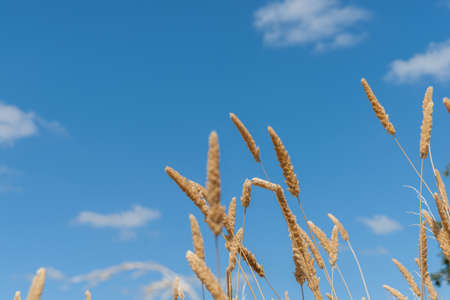 Boggy Pond Walkblue sky over long grass seed heads  Lake Wairarapa New Zealandの写真素材