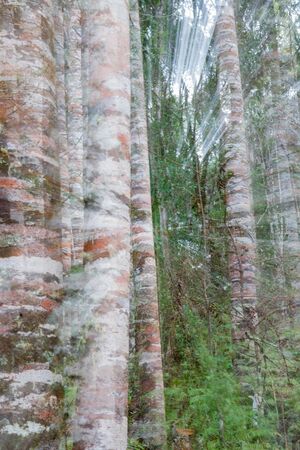 New Zealand Kauri forest trees trunks and undergrowth in zoom blur effectの写真素材