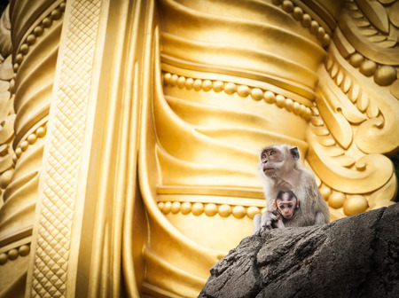Mother holding baby monkeys of Batu Cave sitting at base of golden statue of Lord Muragan Hundiu shrine, Kuala Lumpur.の写真素材