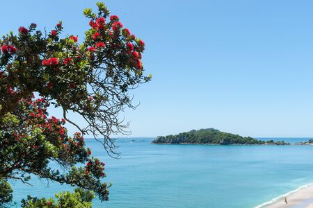 Ocean beach view over and framed by pohutukawa trees from slope of Mount Maunganuiの写真素材