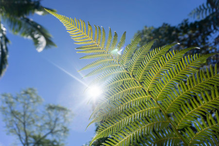 Fern frond ponga, backlit by sun with lens flare and bokeh background against blue sky closeup Kerikeri New Zealand.の写真素材