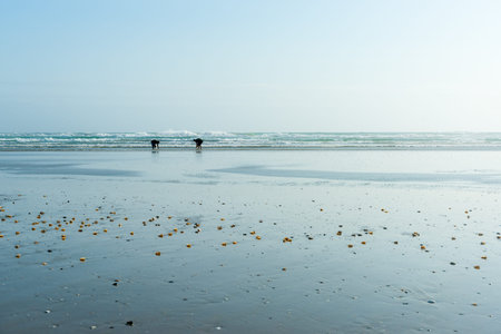 Small distant figures of shellfish collectors on wide flat sand by the  sea at Ninety Mile beach, Northland New Zealandの写真素材