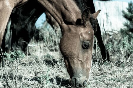 Wild horses in forestry Whalers Road  Ninety Mile Beach, Northland, New Zealandの写真素材
