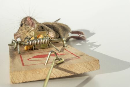 Mouse caught in trapの写真素材
