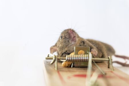 Mouse caught in trapの写真素材
