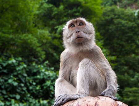 Inquisitive macaque monkey of Batu Cave, Hindu shrine, Kuala Lumpur.の写真素材