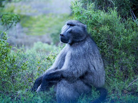 Wild baboon sitting in bush looking pensiveの写真素材