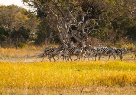 Small zebra herd walking by in Botswana.の写真素材
