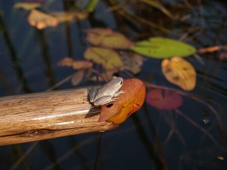 Marbled Reed Frog tiny frog found in Africa on end of stick in pond.の写真素材