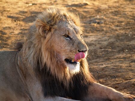 Leisurely lion sitting licking his face looking straight ahead in heat of African dayの写真素材