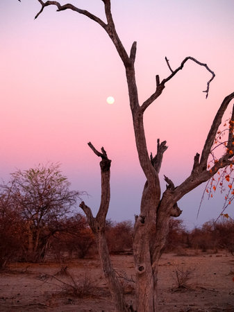 Sunset in bush and through dead tree Botswana.の写真素材