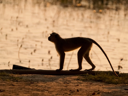 Silhouette monkey walking along log by Okavango swampの写真素材