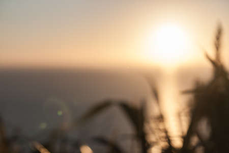Abstract defocused flax with sunrise across horizon desaturated.の写真素材