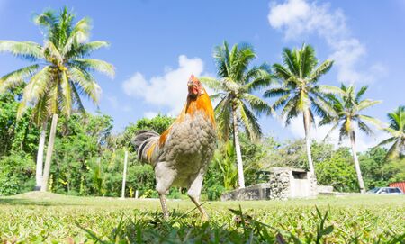 Jungle fowl or roosters roaming free in field with palm trees behind.の写真素材