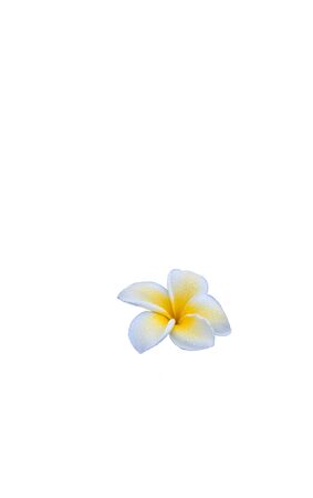 Delicate open white and yellow frangipani flower  moist with morning dew isolated on whiteの写真素材