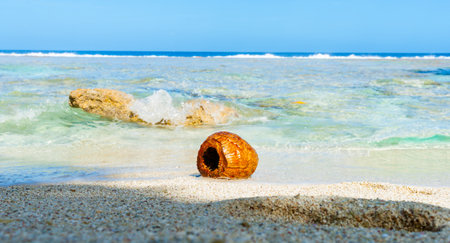 Coconut washed up on small isolated tropical beach on South Pacific Island Niue.の写真素材