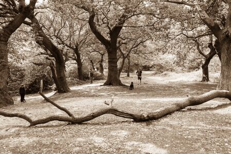 Man walks away with dog along track between forest trees in Epping Forest with fallen branch across track in sepia tone.のeditorial素材