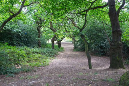 Epping Forest walks and trees make a great outdoor environment for Londoners to head out to to escape the pressures of urban life.のeditorial素材